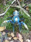 Crayfish.JPG (100 KB)